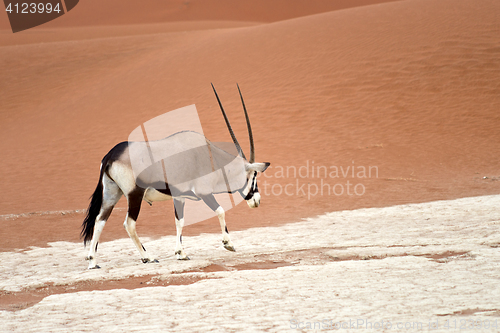 Image of oryx in Africa