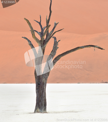 Image of Sossusvlei, Namibia