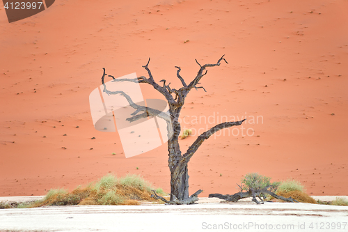 Image of Sossusvlei, Namibia