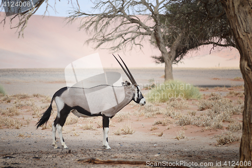 Image of oryx in Namibia