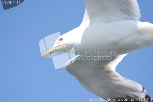 Image of Seagull