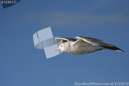 Image of Seagull