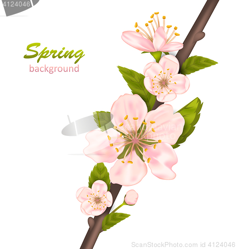 Image of Spring Background with Cherry Blossom