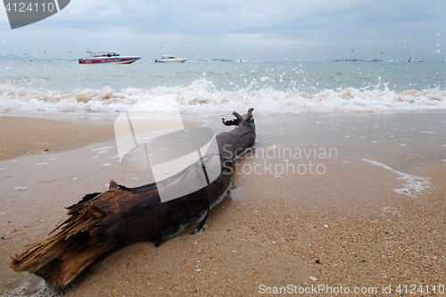 Image of Ocean Tree Timber on the beach