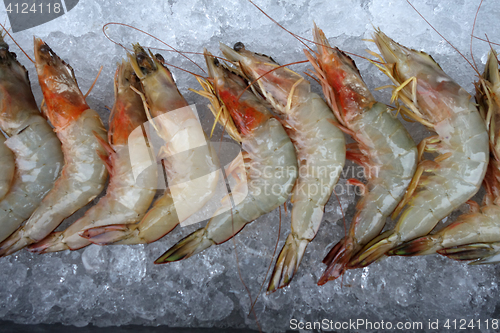 Image of Giant freshwater prawn with ice 