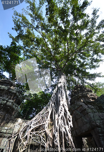 Image of Ta Prohm Temple, Angkor, Cambodia