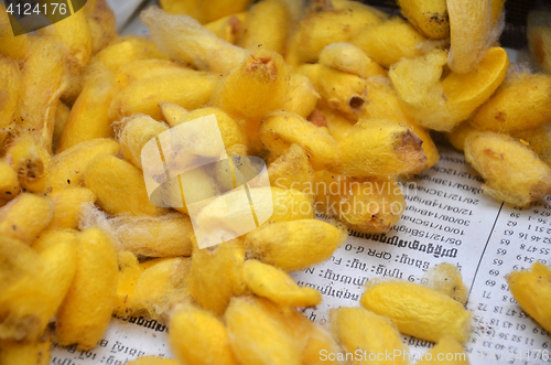 Image of Cocoons of silkworms in silk farm, Siem Reap 