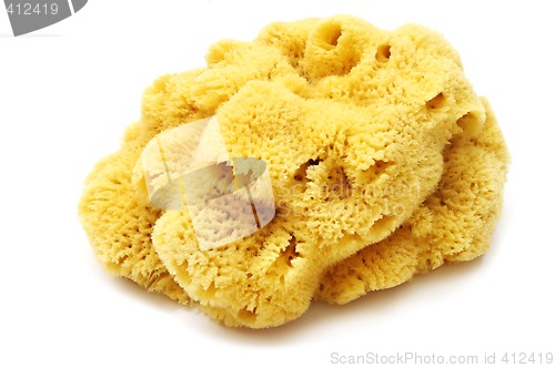 Image of Natural sponge