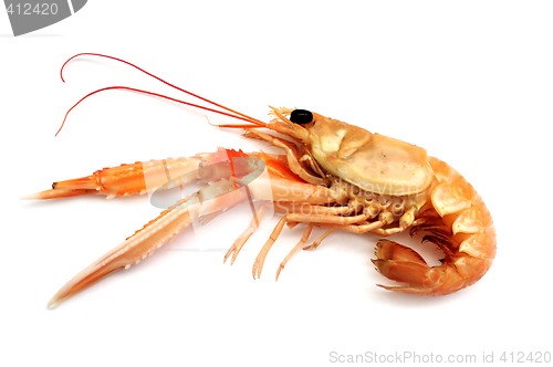 Image of Shrimp