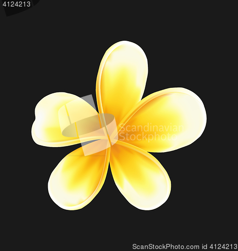Image of Frangipani flower (plumeria) isolated on dark background