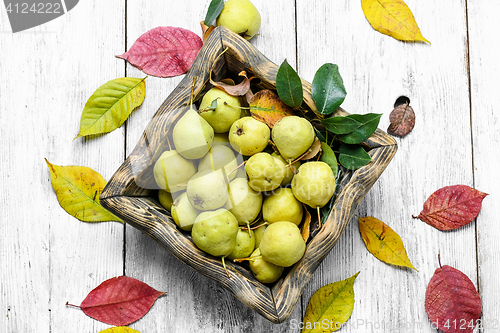 Image of autumn wild pear