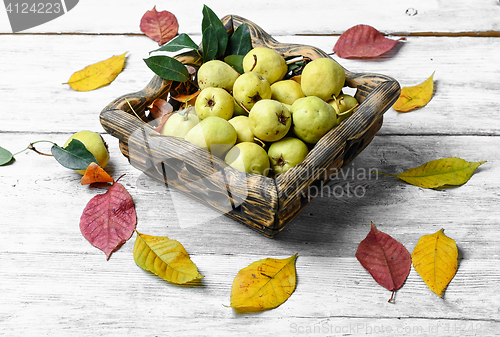 Image of autumn wild pear