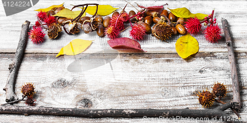 Image of leaves and herbarium