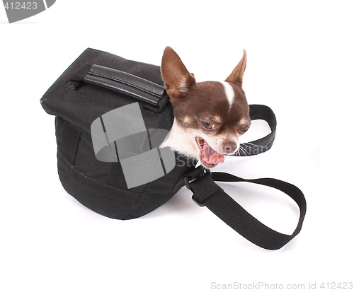 Image of dog in the bag