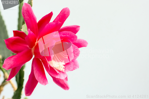 Image of Blooming cactus flower