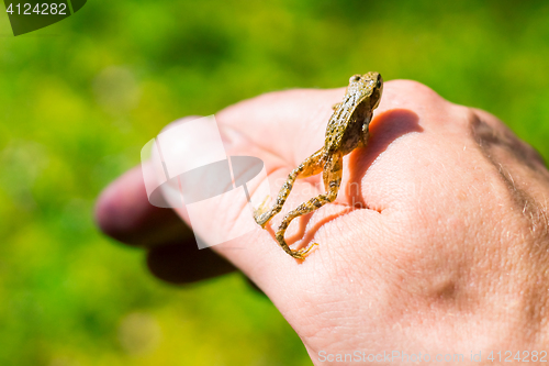 Image of Small frogling on hand