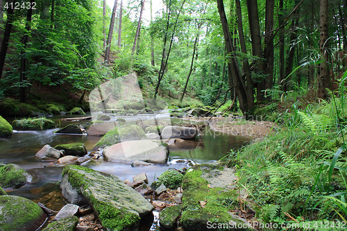 Image of forest and river