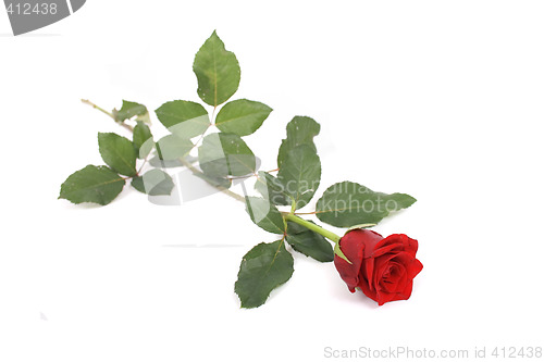 Image of rose