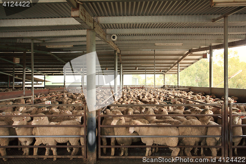 Image of Sheep in holding pens