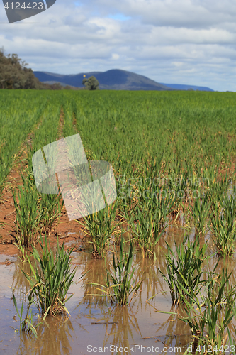 Image of Waterlogged wheat crops after partial flooding
