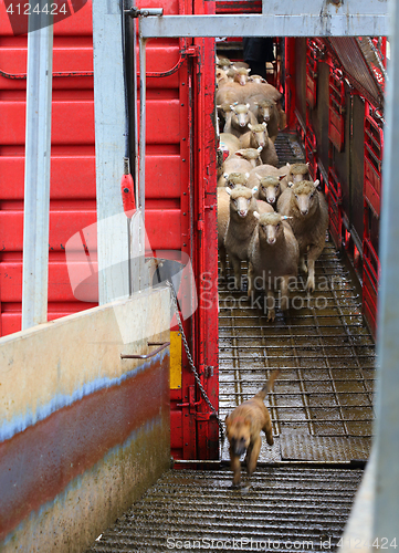 Image of Sheep being offloaded livestock truck