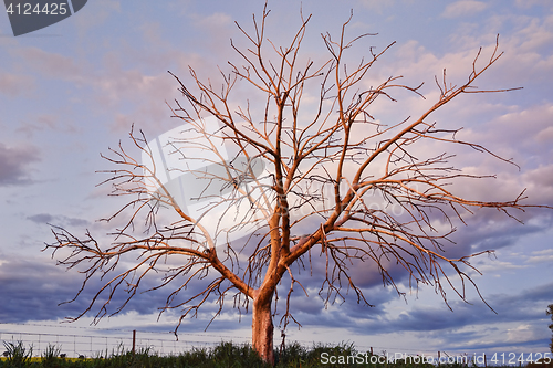 Image of Amazing Tree