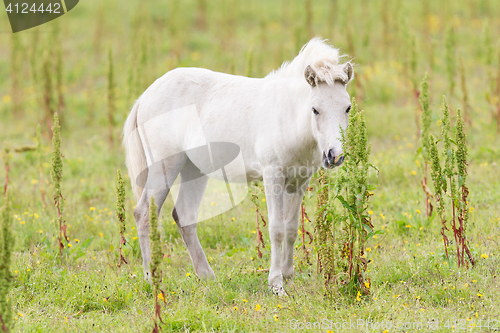 Image of White Icelandic pony