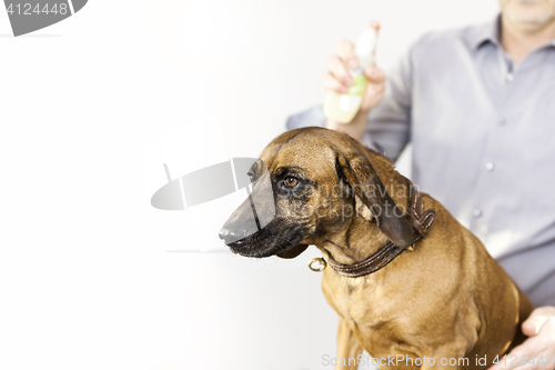 Image of Bavarian Welding Dog at the dog salon