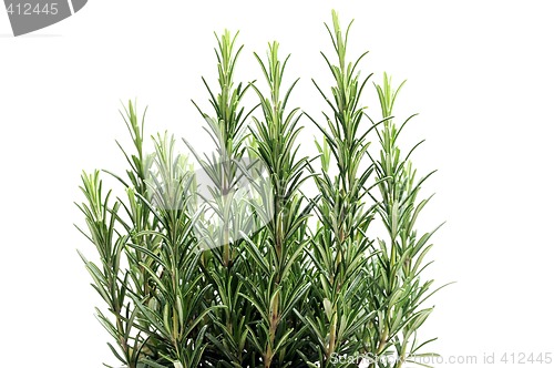 Image of Rosemary