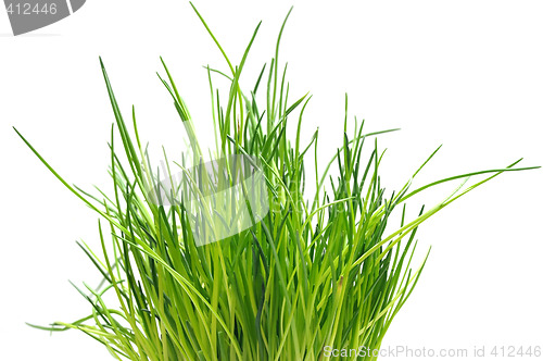 Image of Chive