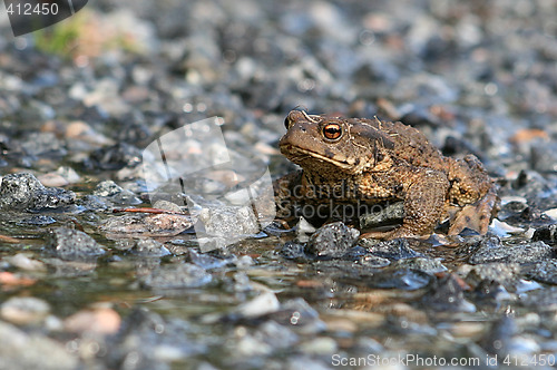 Image of Toad