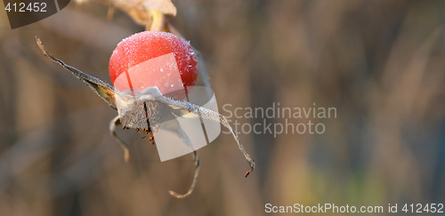 Image of Rosehip