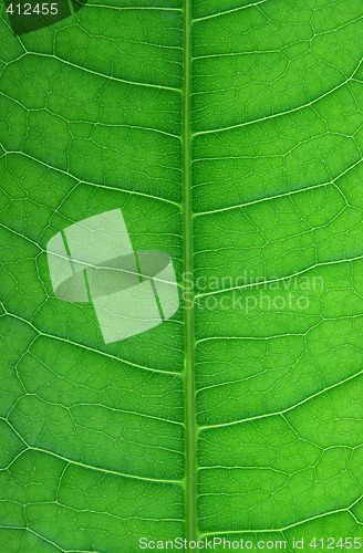 Image of Leaf