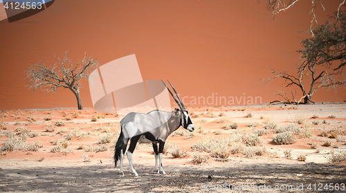 Image of oryx in Namibia