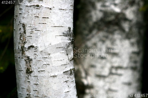 Image of Birch