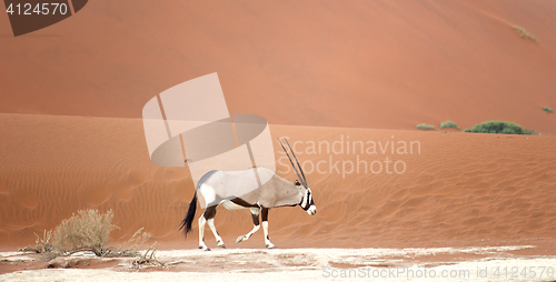 Image of oryx in desert