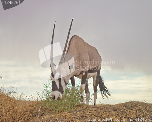 Image of oryx