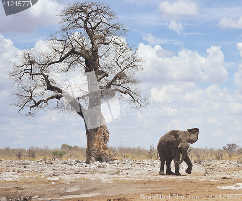 Image of elephant in Africa