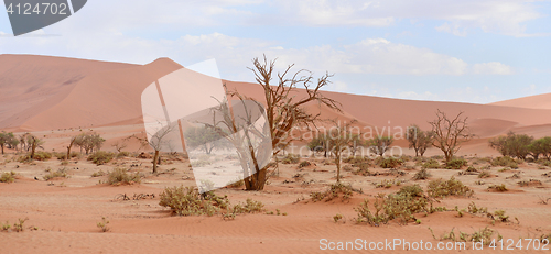 Image of desert landscape