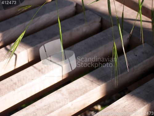 Image of grass
