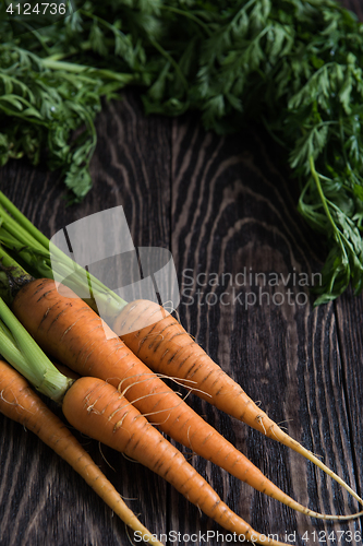 Image of Freshly grown carrots