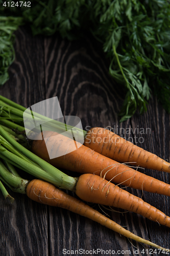 Image of Freshly grown carrots