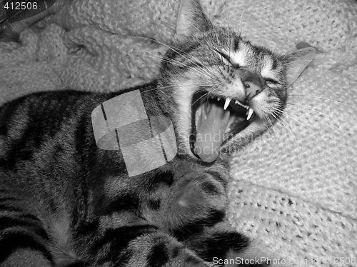 Image of cat