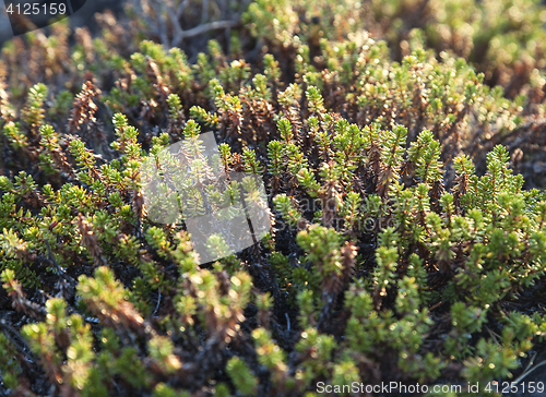 Image of Crowberry plants, close-up