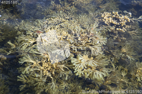 Image of Seaweed of White sea