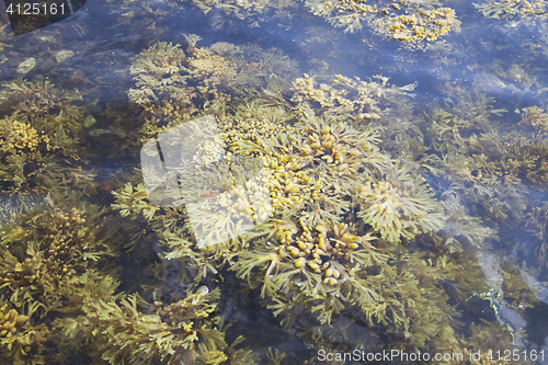 Image of Seaweed of White sea