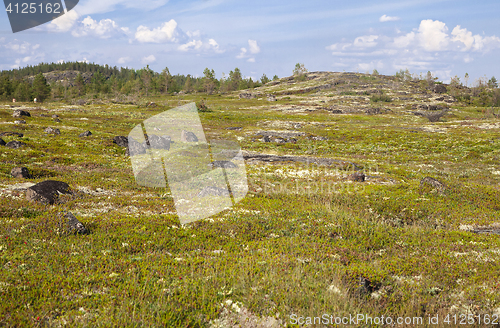 Image of Russian tundra in summer