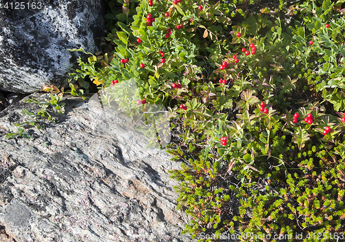 Image of Dwarf cornel with berries