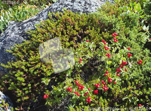 Image of Dwarf cornel with berries