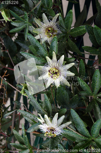 Image of Passion Flower